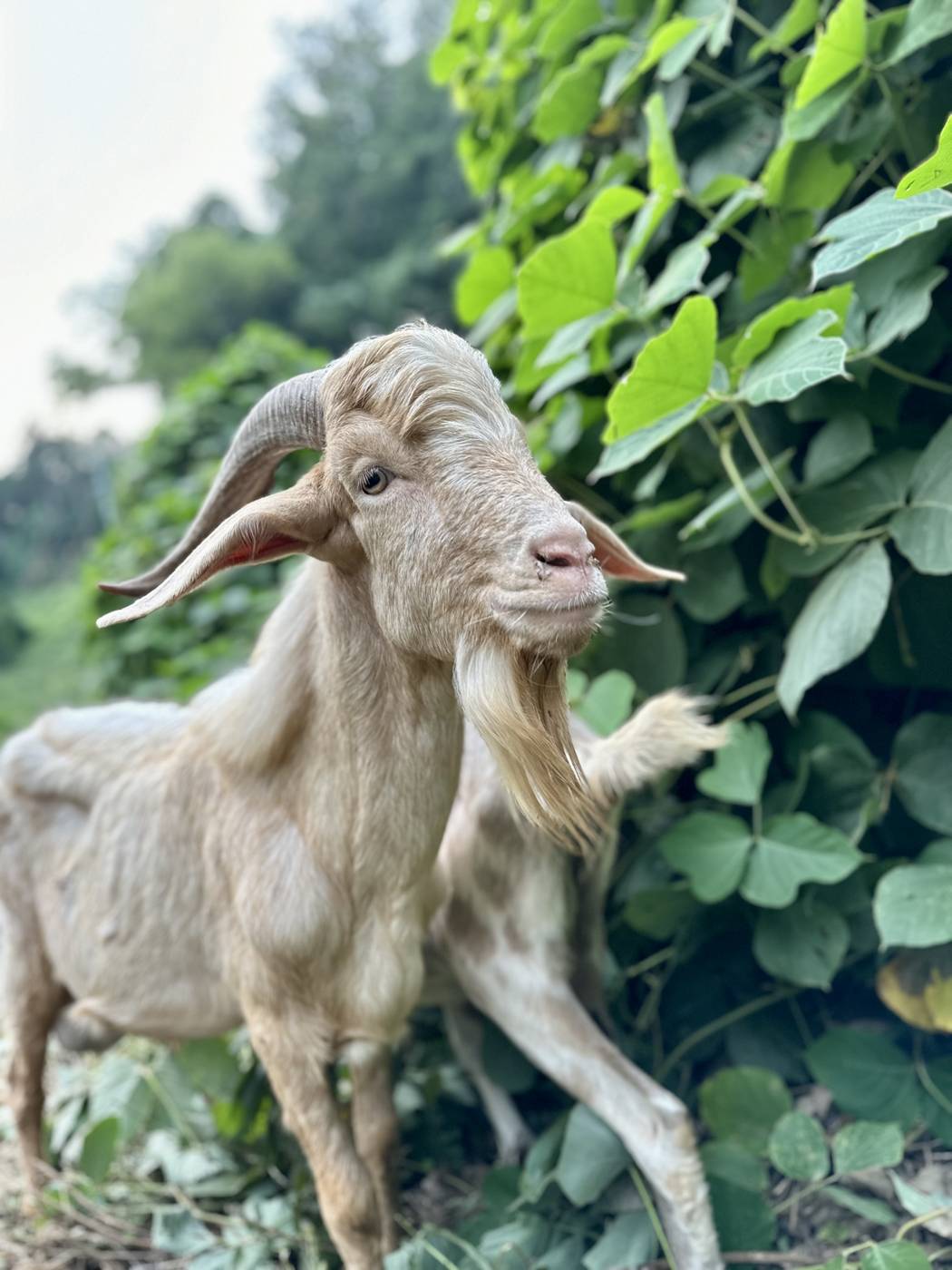 An Eco Grazers goat browsing vine growth at height on a North Carolina property