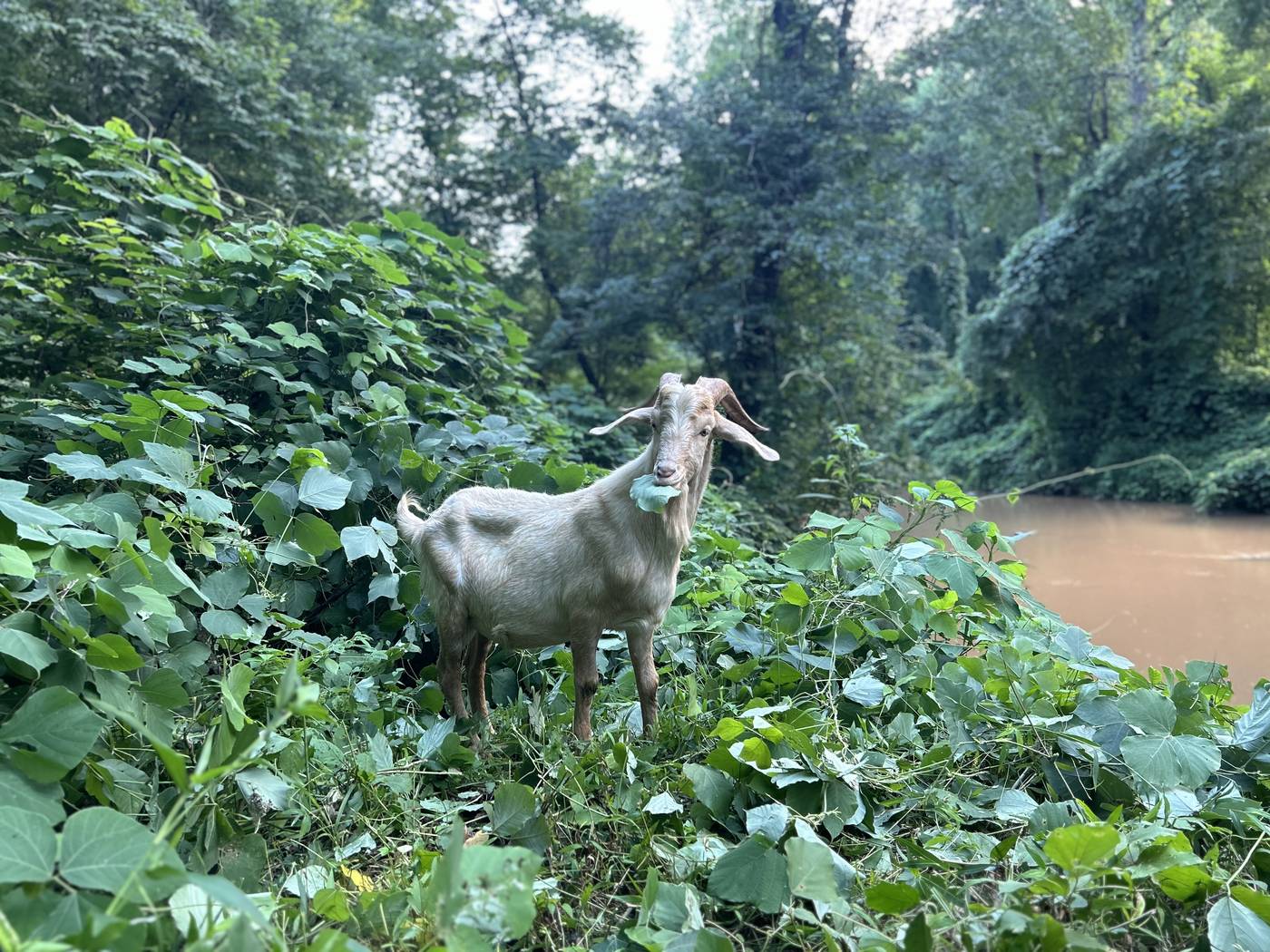 An Eco Grazers goat browsing kudzu on a creek bank in North Carolina