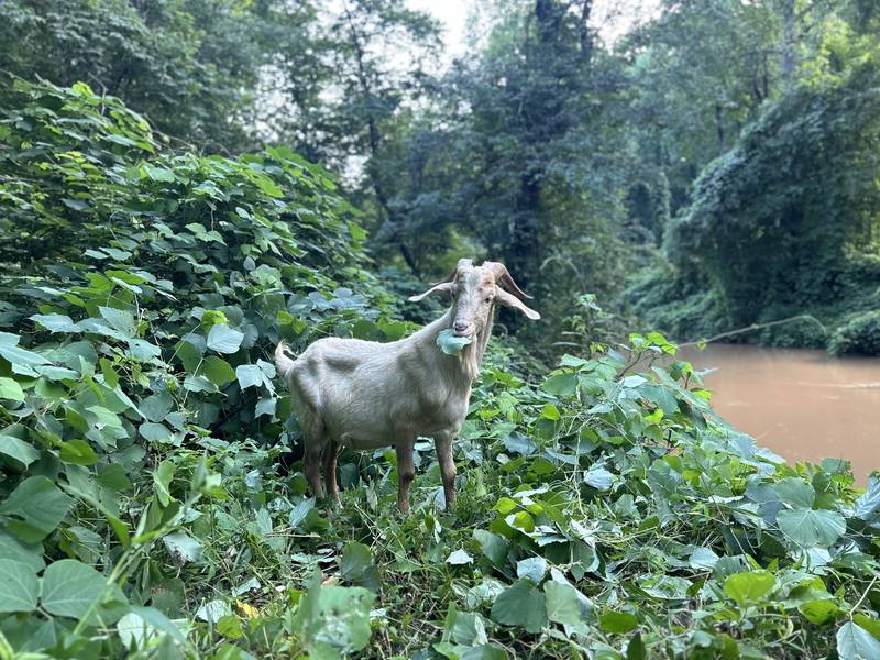An Eco Grazers goat browsing kudzu on a creek bank with the water directly below