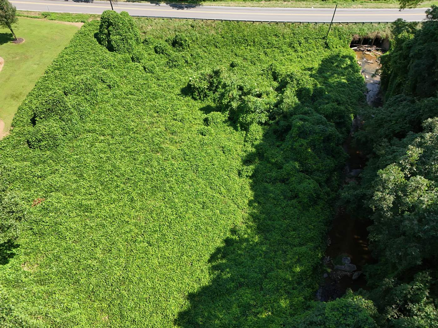 Aerial view of a roadside bank in Dobson NC completely blanketed in kudzu, August 2024