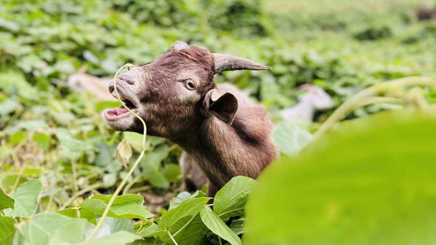 An Eco Grazers goat pulling a kudzu vine into its mouth, with a field of kudzu behind it