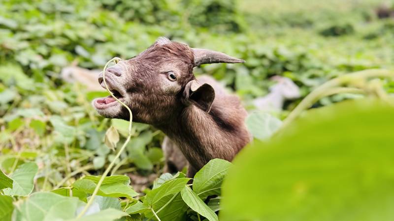 A goat pulling a kudzu vine into its mouth