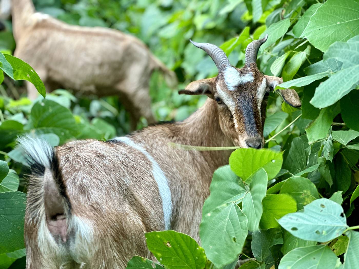 Eco Grazers goats working through heavy kudzu growth