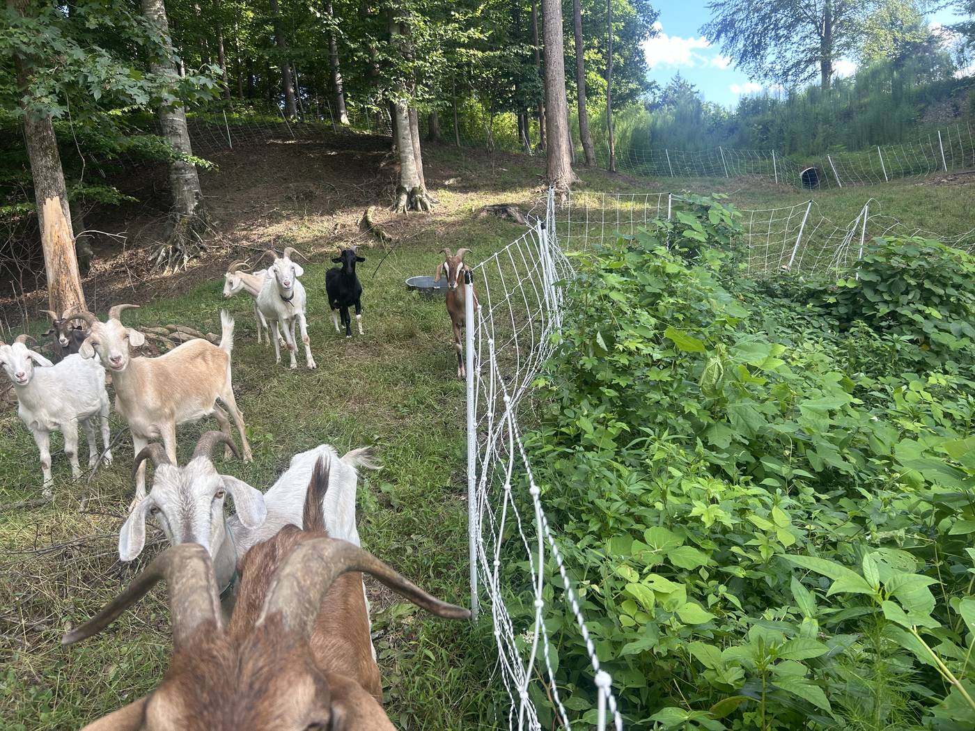 Eco Grazers herd behind portable electric netting, cleared ground on one side and heavy growth still standing on the other